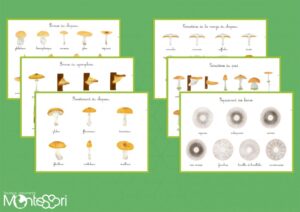 Mycologie - étude des champignons