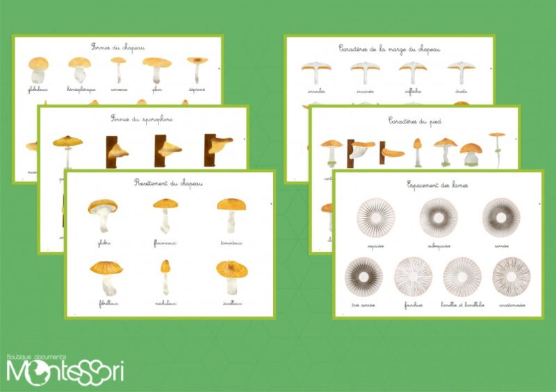 Mycologie - étude des champignons