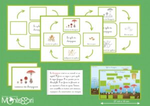 Cycle du champignon