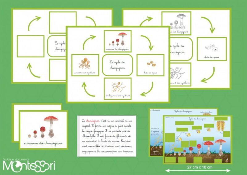 Cycle du champignon