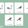 Images classifiées oiseaux Europe