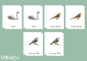 Images classifiées oiseaux Europe