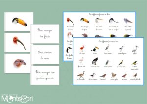 Les différentes formes de becs