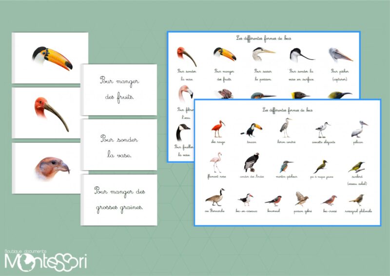 Les différentes formes de becs