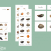 Coquillages bivalves & univalves
