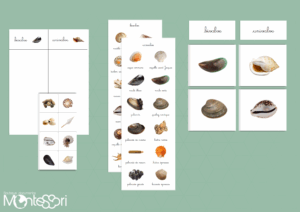 Coquillages bivalves & univalves