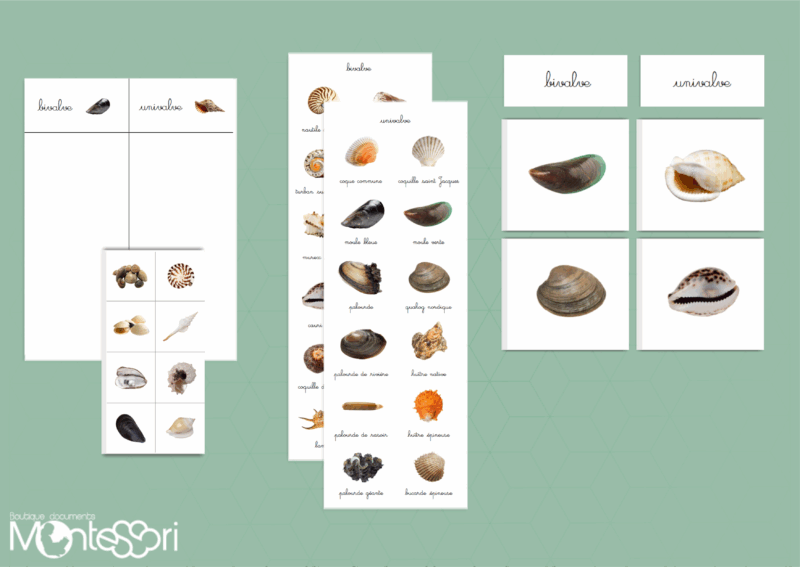 Coquillages bivalves & univalves