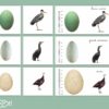 Cartes association oeuf & oiseau