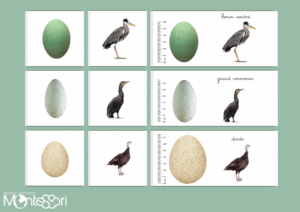Cartes association oeuf & oiseau