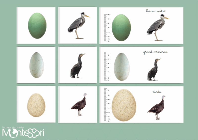 Cartes association oeuf & oiseau