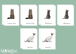 Images classifiées chats