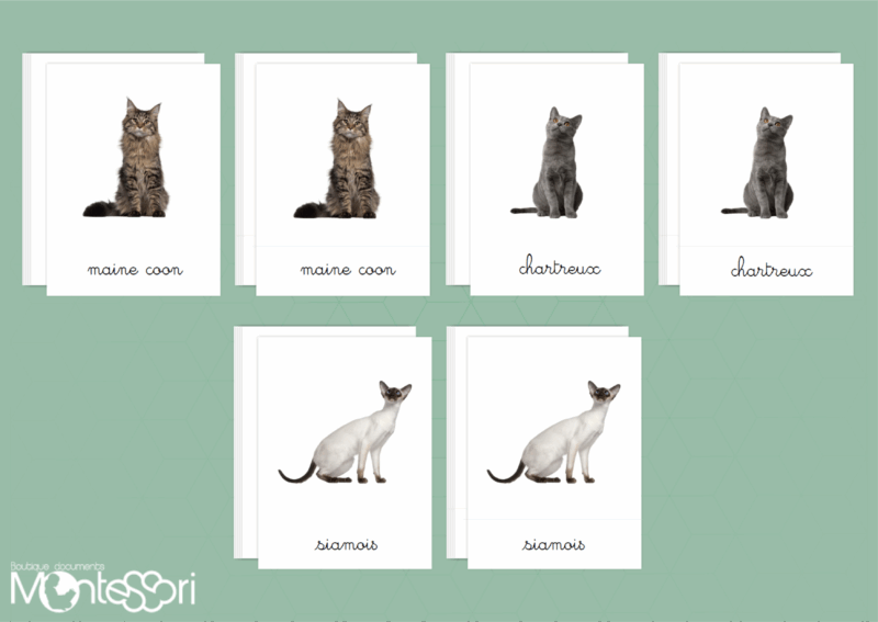 Images classifiées chats