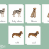 Images classifiées chiens