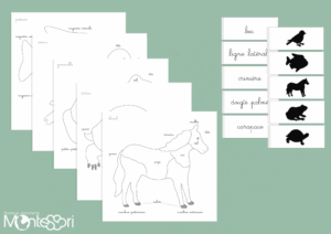 Cartes puzzles zoologie 1