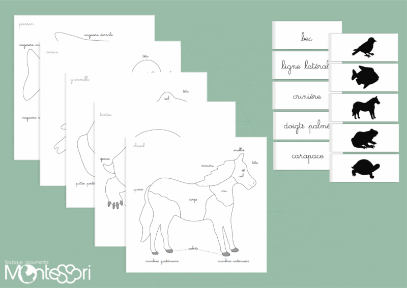 Cartes puzzles zoologie 1