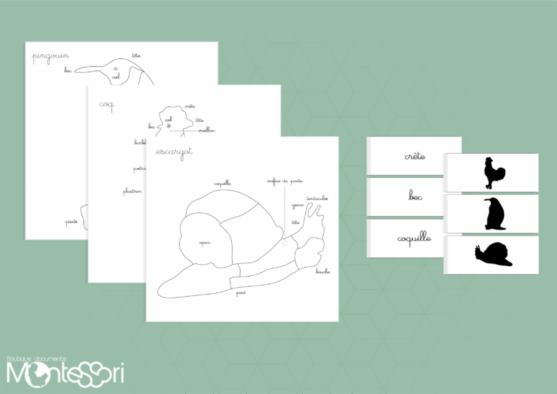 Cartes puzzles zoologie 2