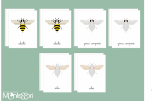 Images classifiées puzzle abeille