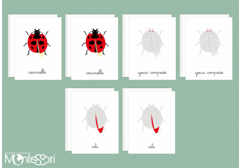 Images classifiées puzzle coccinelle - rouge