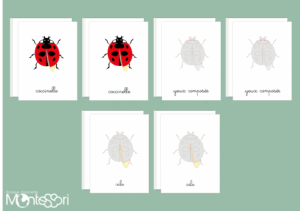 Images classifiées puzzle coccinelle