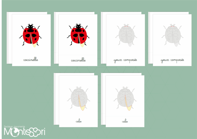 Images classifiées puzzle coccinelle