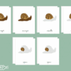 Images classifiées puzzle escargot