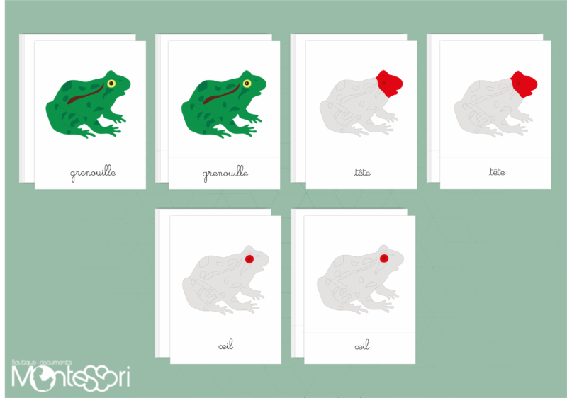 Images classifiées puzzle grenouille - rouge