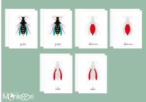 Images classifiées puzzle guêpe - rouge