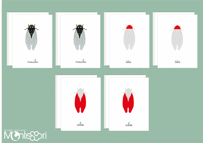 Images classifiées puzzle mouche - rouge