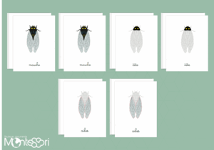 Images classifiées puzzle mouche
