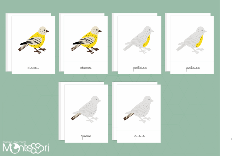 Images classifiées puzzle oiseau