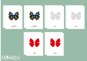 Images classifiées puzzle papillon - rouge
