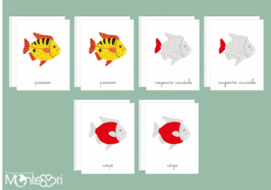 Images classifiées puzzle poisson - rouge