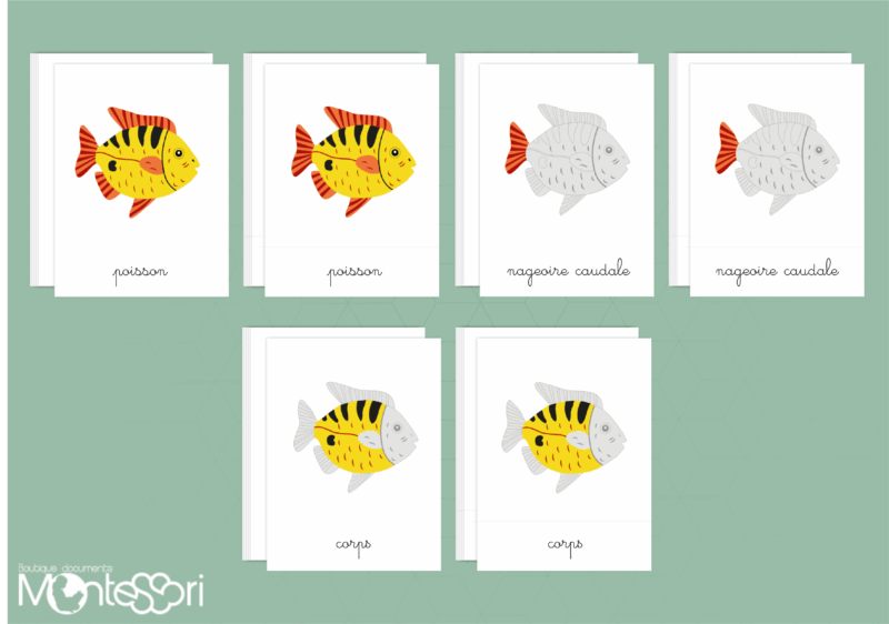 Images classifiées puzzle poisson