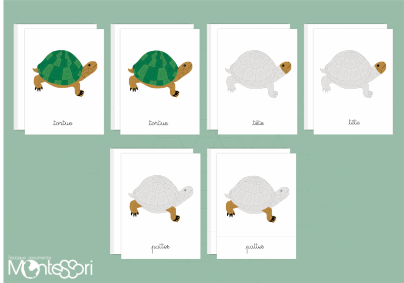 Images classifiées puzzle tortue