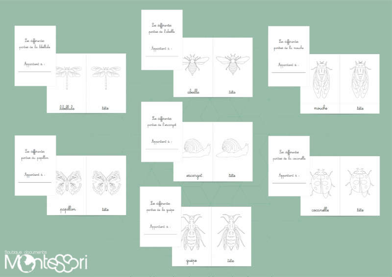 Pack coloriage puzzles insectes & mollusque