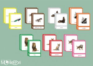 Images classifiées animaux des 7 continents