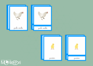 Images classifiées cycle de la poule - image vectorielle