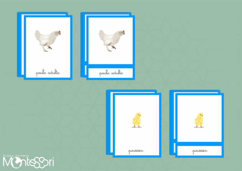 Images classifiées cycle de la poule - image vectorielle