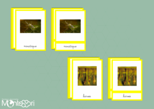 Images classifiées cycle du moustique - image réelle
