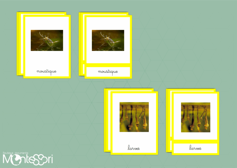 Images classifiées cycle du moustique - image réelle