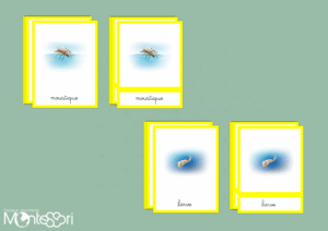 Images classifiées cycle moustique - image vectorielle