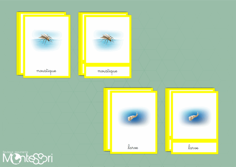 Images classifiées cycle moustique - image vectorielle