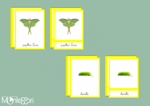 Images classifiées cycle papillon Lune - image réelle
