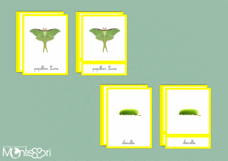 Images classifiées cycle papillon Lune - image réelle
