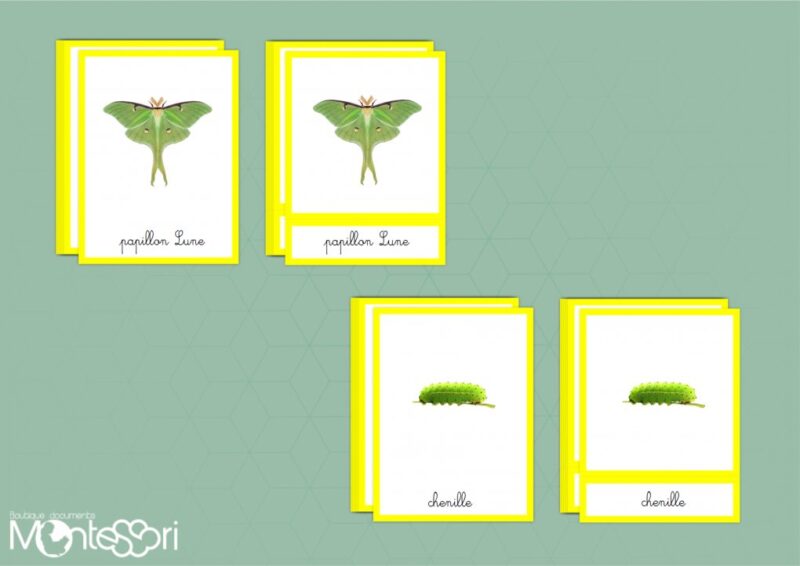 Images classifiées cycle papillon Lune - image vectorielle