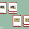 Images classifiées cycle tortue - image réelle