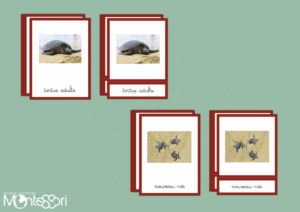 Images classifiées cycle tortue - image réelle