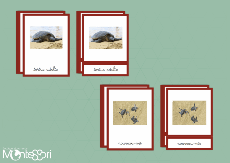 Images classifiées cycle tortue - image réelle