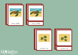 Images classifiées cycle tortue - image vectorielle