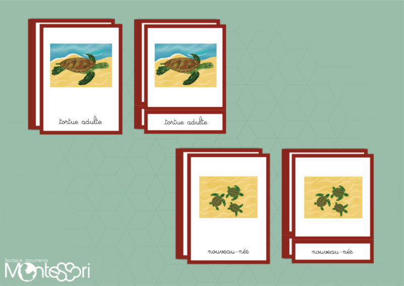 Images classifiées cycle tortue - image vectorielle